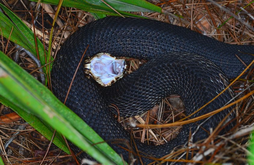 Water Moccasin/cottonmouth snake in NC