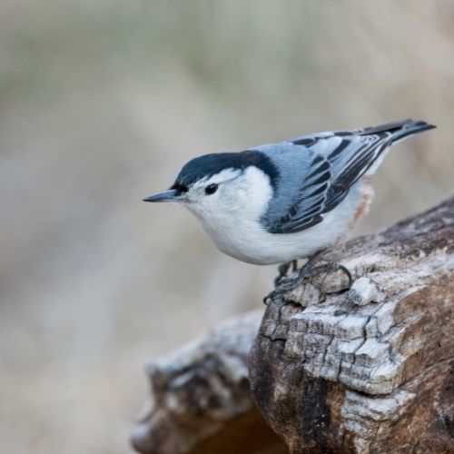 The White-Breasted Nuthatch - pictures of North Carolina Birds.