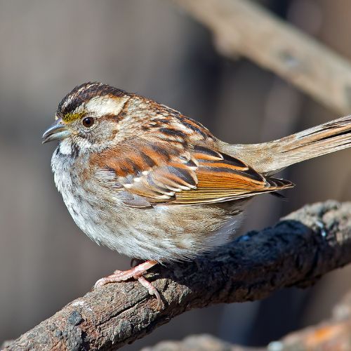White-Throated Sparrow,  one of NC's small brown birds.