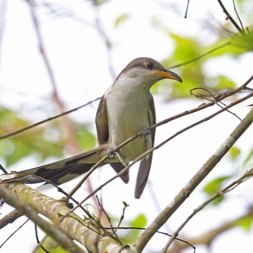 Yellow-Billed Cuckoo is a backyard bird of North and South Carolina.
