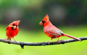 Cardinals on branch - a backyard bird in the South