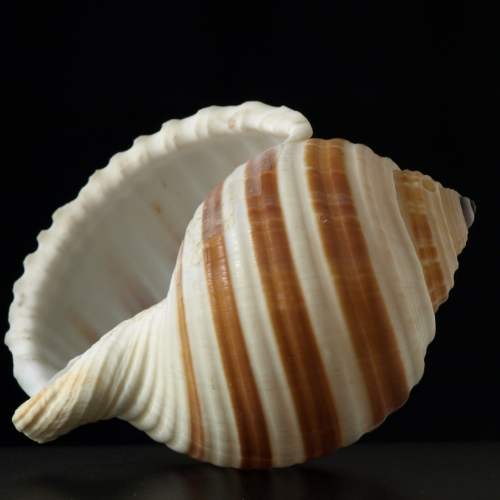 Banded Tun Seashell