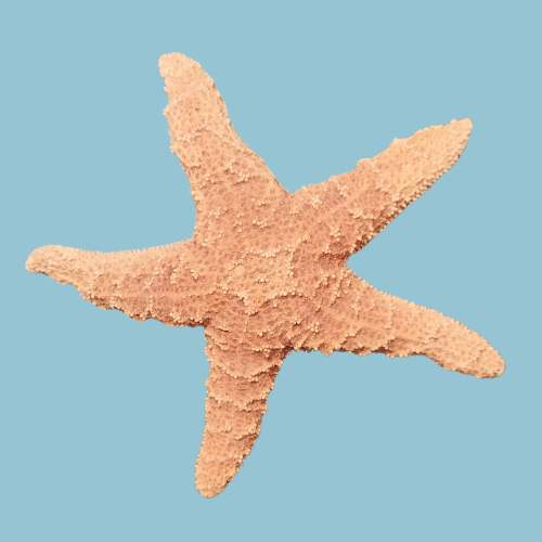 Star Fish from the beach