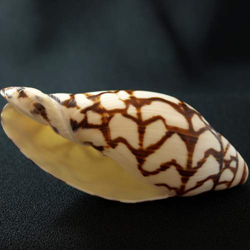 Bednall's Volute Seashell