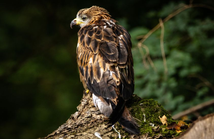 Buzzard - a bird of prey found all over the world.