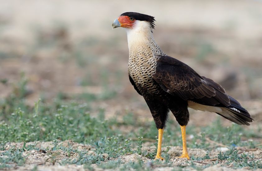 Caracara - a bird of prey found in Cuba, South America, Mexica, and Florida.