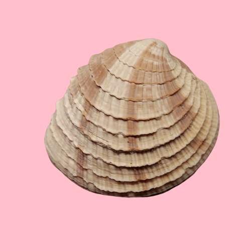 Cross-Barred Venus Clam