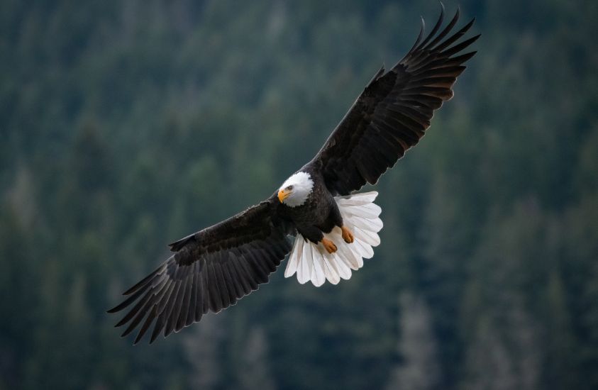 Eagle, a bird of prey in all parts of the world