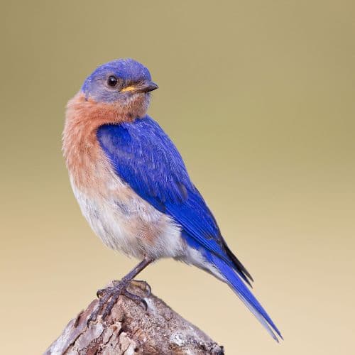 Eastern Bluebird - found in North and South Carolinas as well as other states in the US.