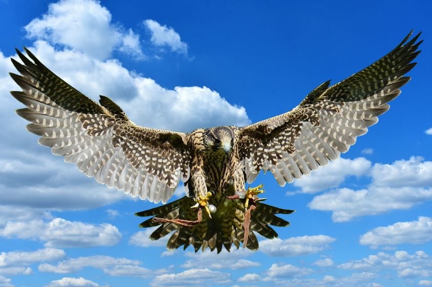 Falcon Bird of prey Carolinas