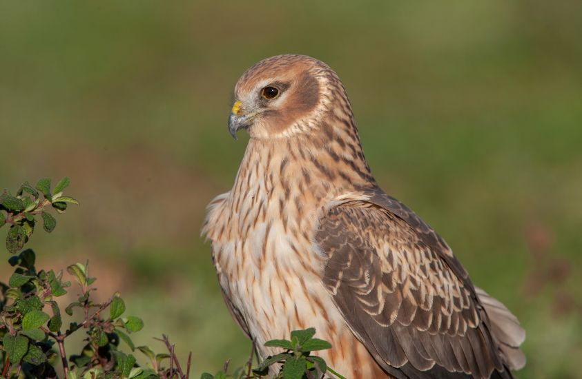 Harrier Bird of prey. Lives in the United States and Canada.