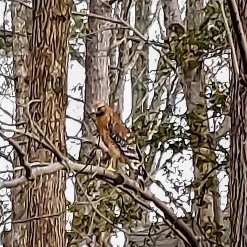 A hawk - bird of prey - from my backyard