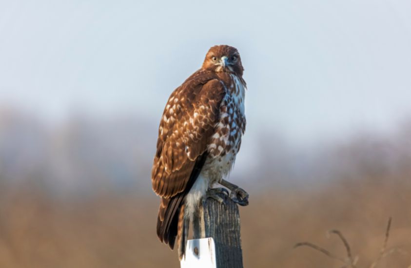 Hawks are found in in all of North America.