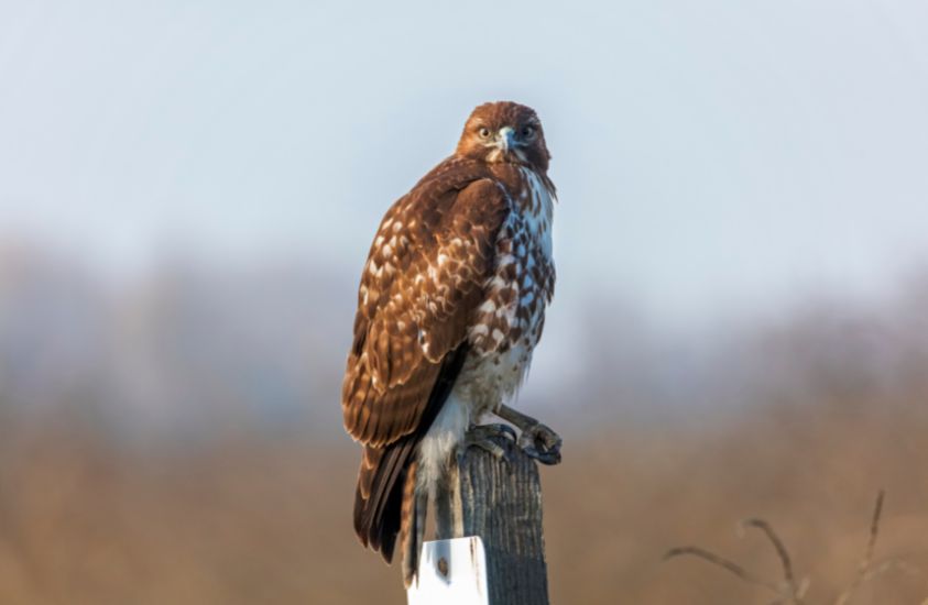 Identifying Birds of Prey 2