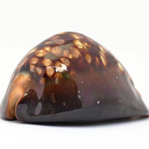 Humpback Cowrie Seashell 