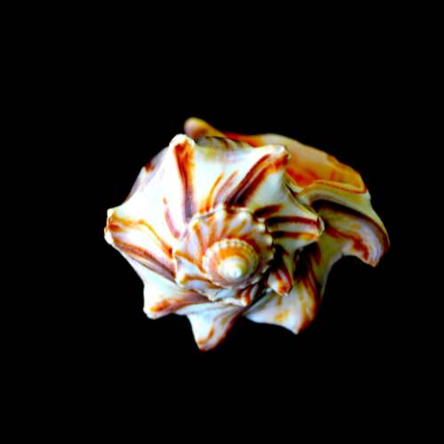 Kiener's Whelk Seashell