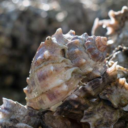 King's Crown Conch Seashell