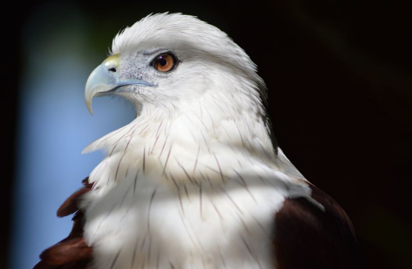 A kite - a bird of prey.