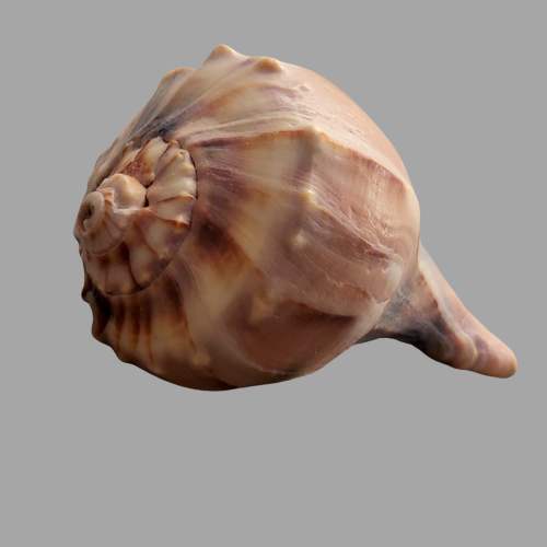 Lightening Whelk Seashell found at Atlantic Beach NC