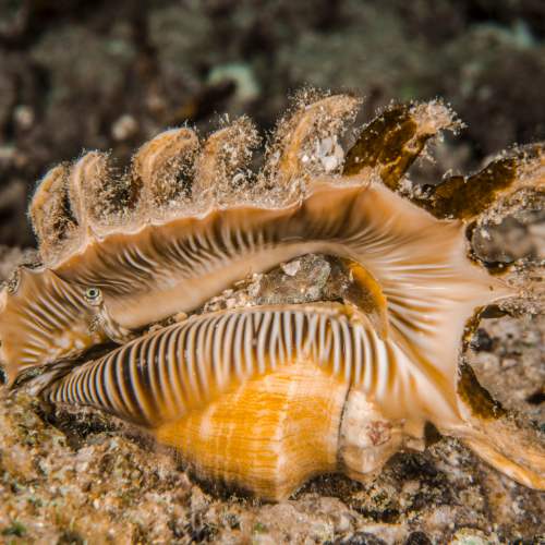 Millipede Conch Seashell