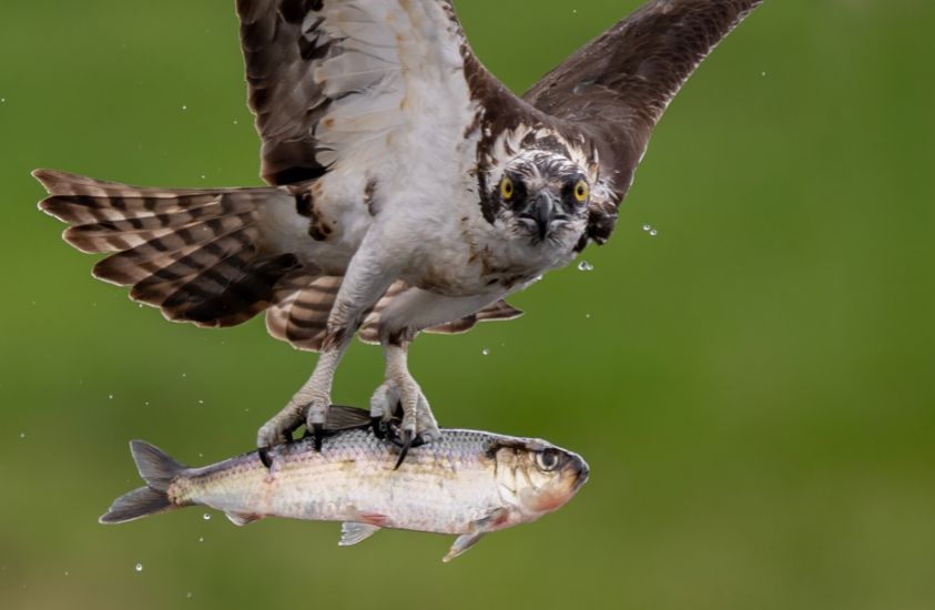 The Osprey is found in Florida, Alaska, Argentina and more.