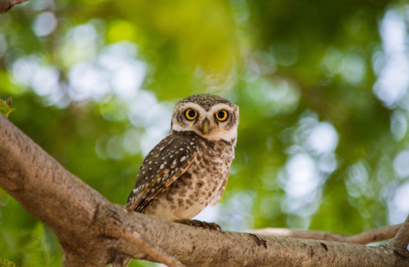 Owls, a bird of prey in North and South America.