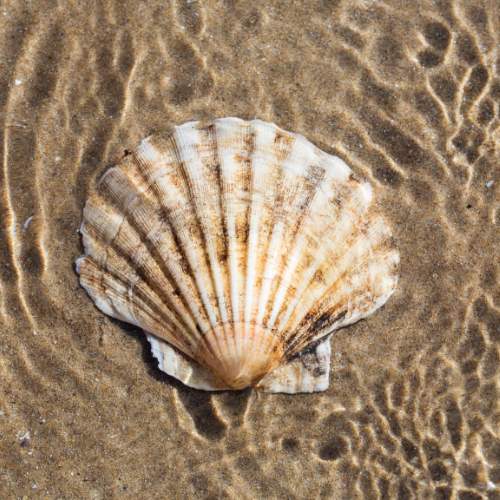 Queen Scallop Seashell in water at beach