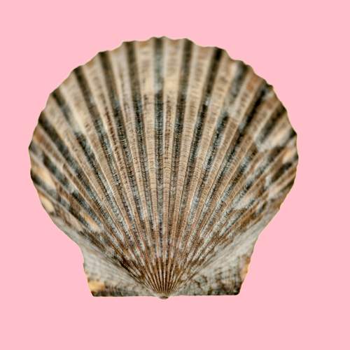 Ravenel Scallop Seashell