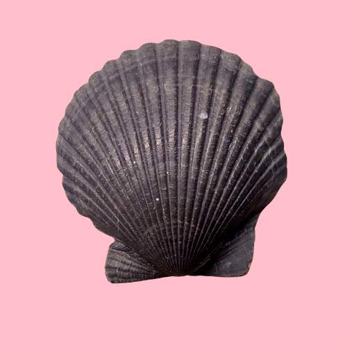 Rough Scallop Shell 