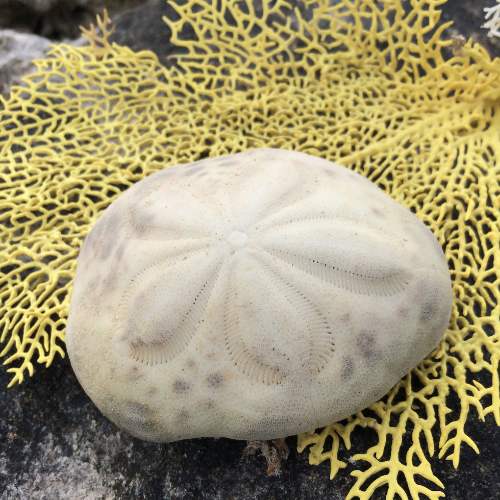 Sea Biscuit from the beach.