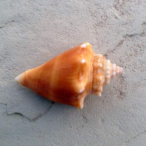 Florida Fighting Conch Seashell