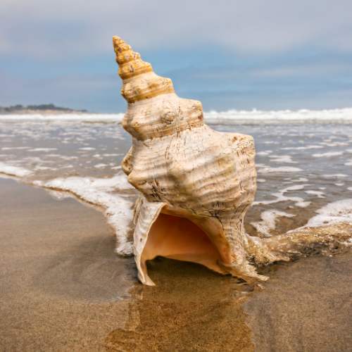 Horse Conch Seashell