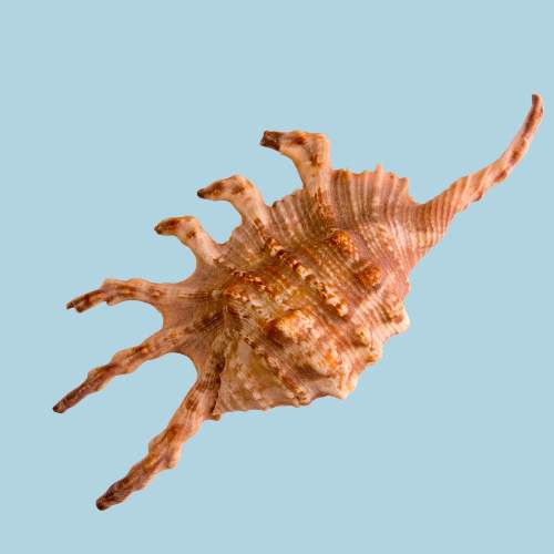 Scorpion Spider Conch Seashell