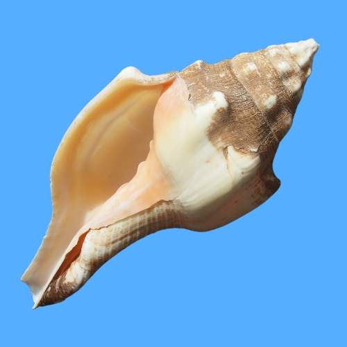 West Indian Chank Conch Seashell