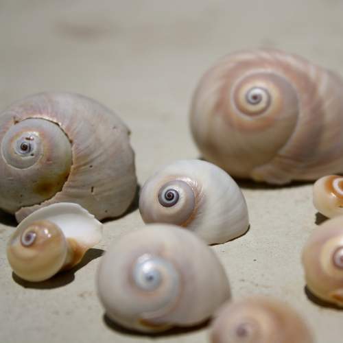 Shark's Eye Seashells on the beach.