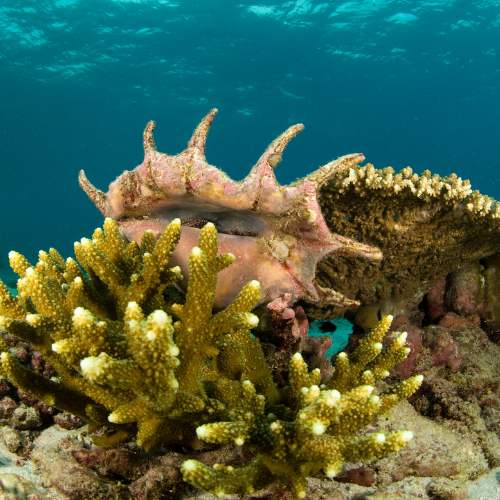 Spider Conch Seashell