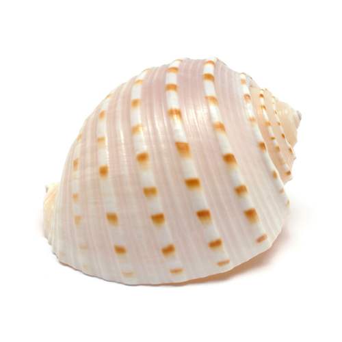 Spotted Tun Seashell