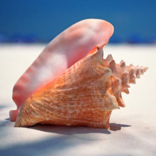 Stombus Pacific Conch Seashell