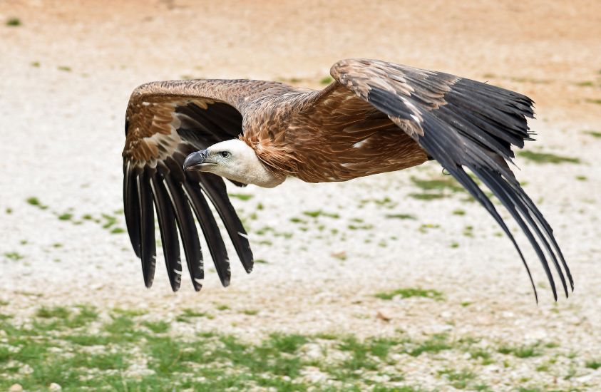 Vultures, a bird of prey found all over the world.