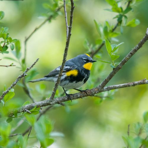 Yellow-Rumped Warbler, a backyard bird of NC.
