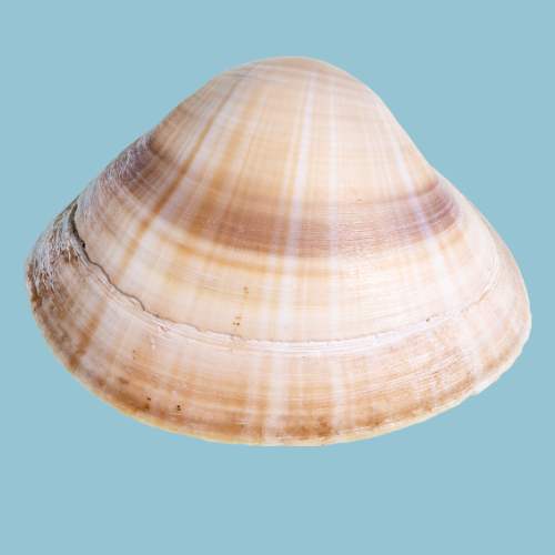 Bittersweet Clam Seashell
