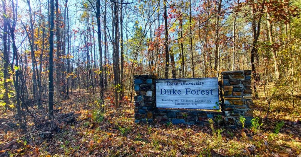 Duke Forest in Durham, NC inspired the woods in Stranger Things.