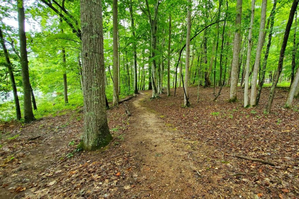 Hiking Trail at Mayo Lake State Park